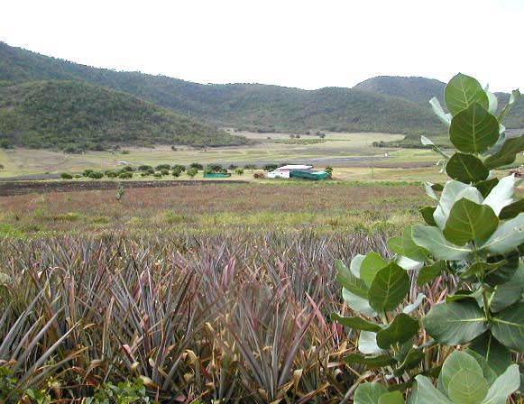 Cades Bay Pineapple farm