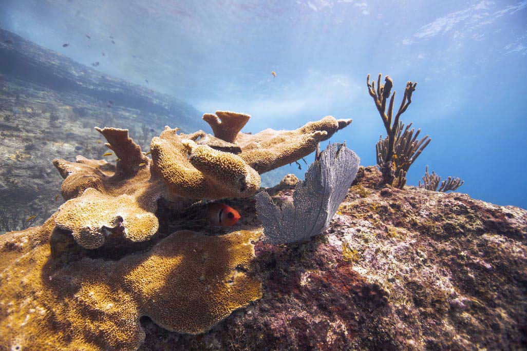 Dive Carib coral and fish