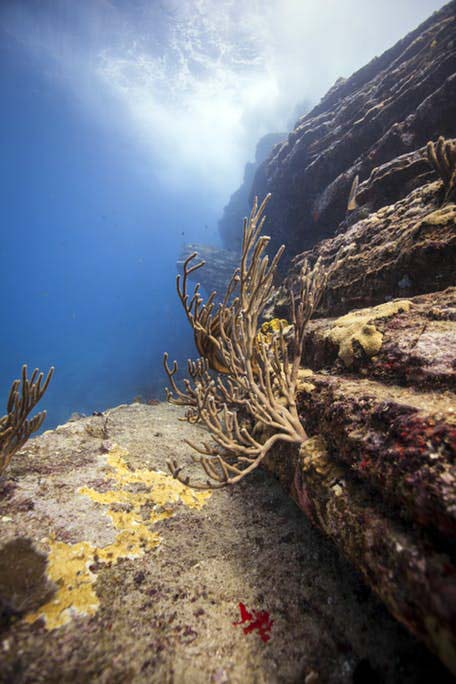 Dive Carib coral rocks
