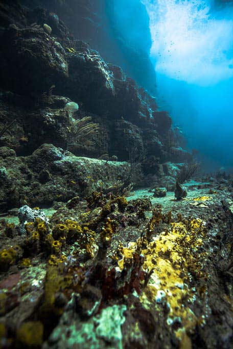 Dive Carib reef