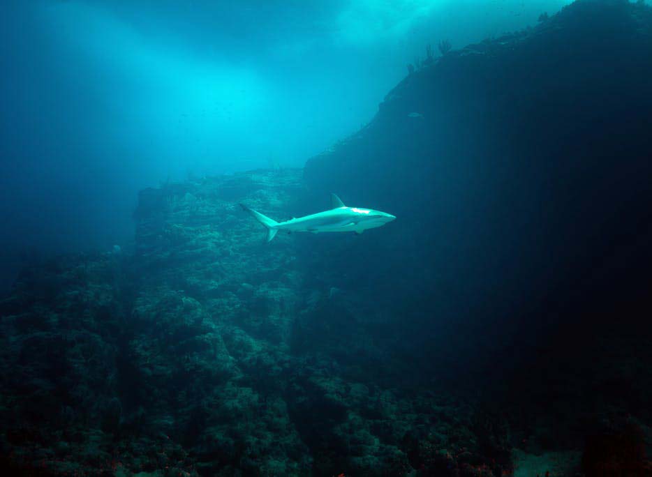 Dive Carib shark