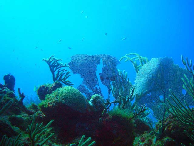 Indigo Divers coral