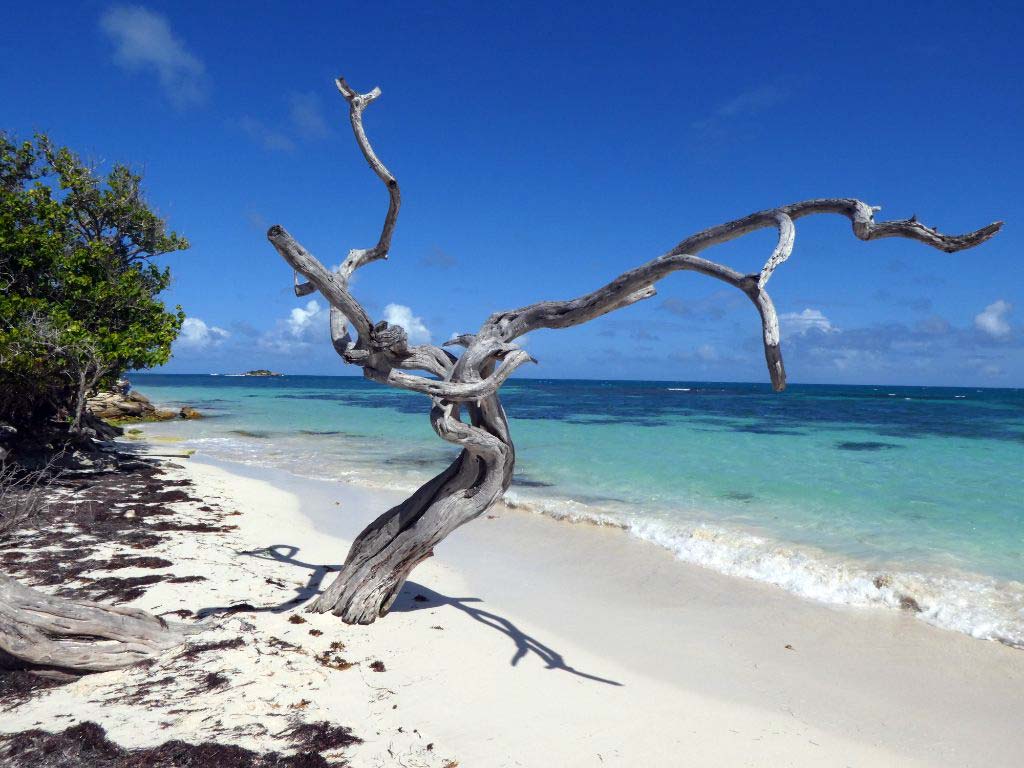 Jabberwock Beach driftwood tree