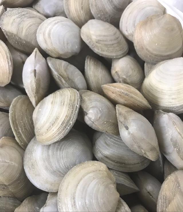 Jacqui Os fresh clams