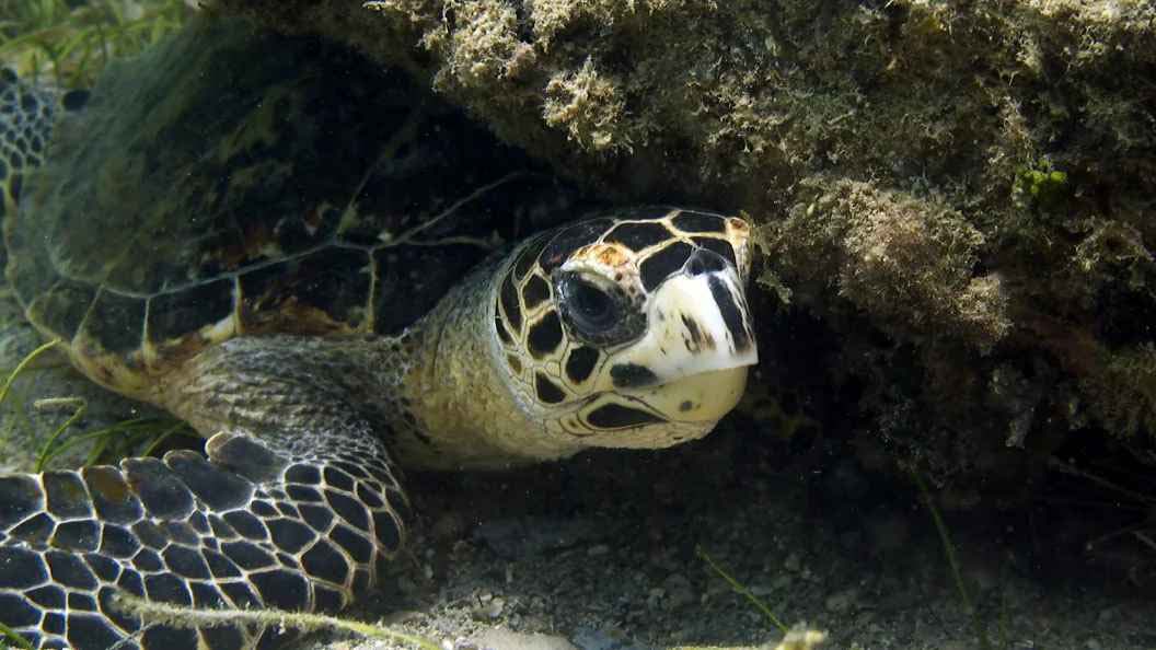 Jolly dive turtle