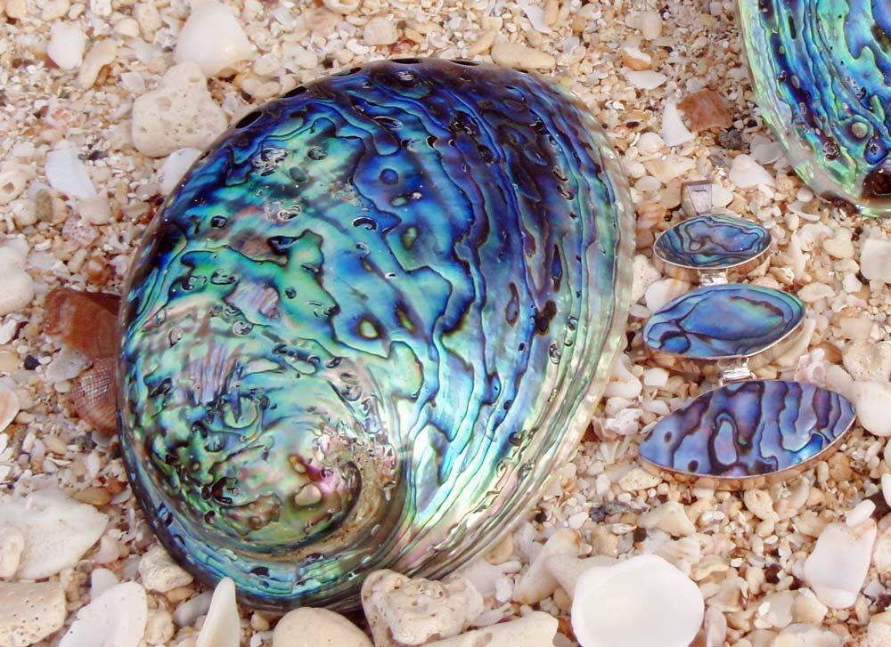 Silver Chelles abalone shell
