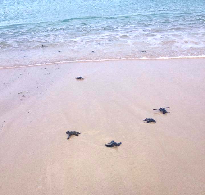Turners Beach baby leatherback turtles