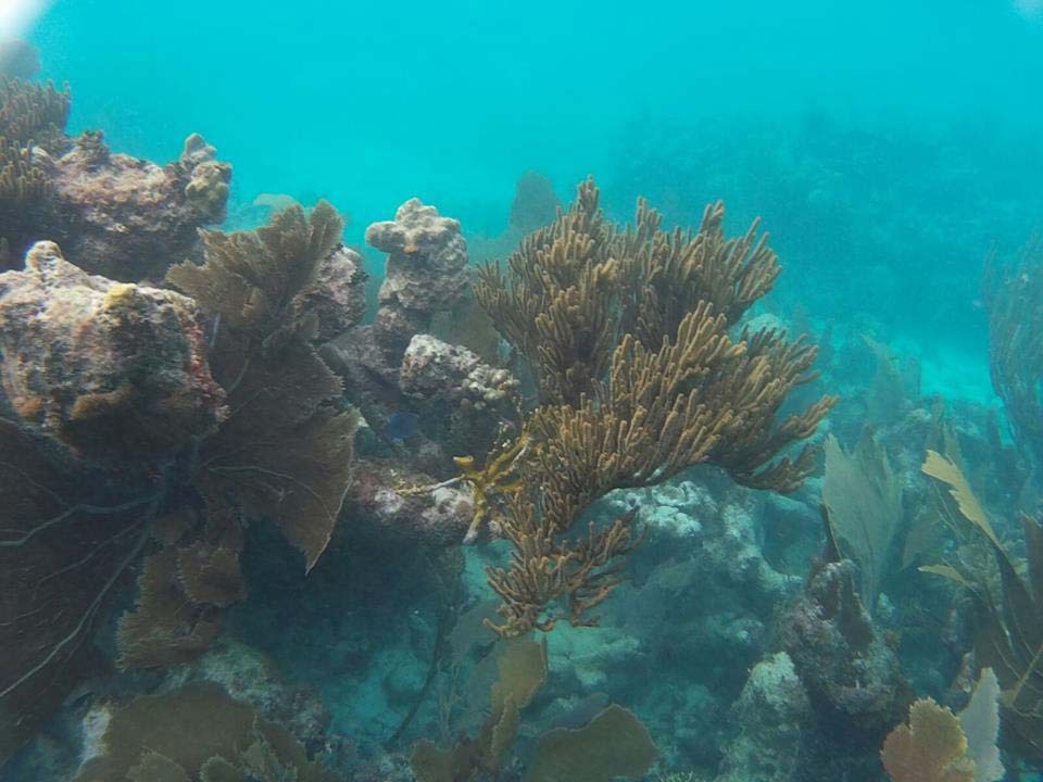 Undersea Odyssey coral