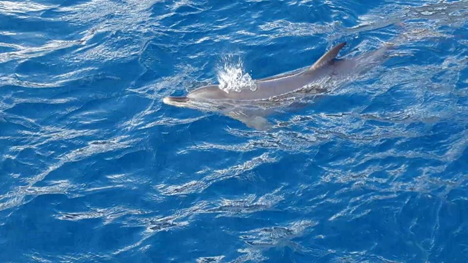adventure-antigua-dolphin