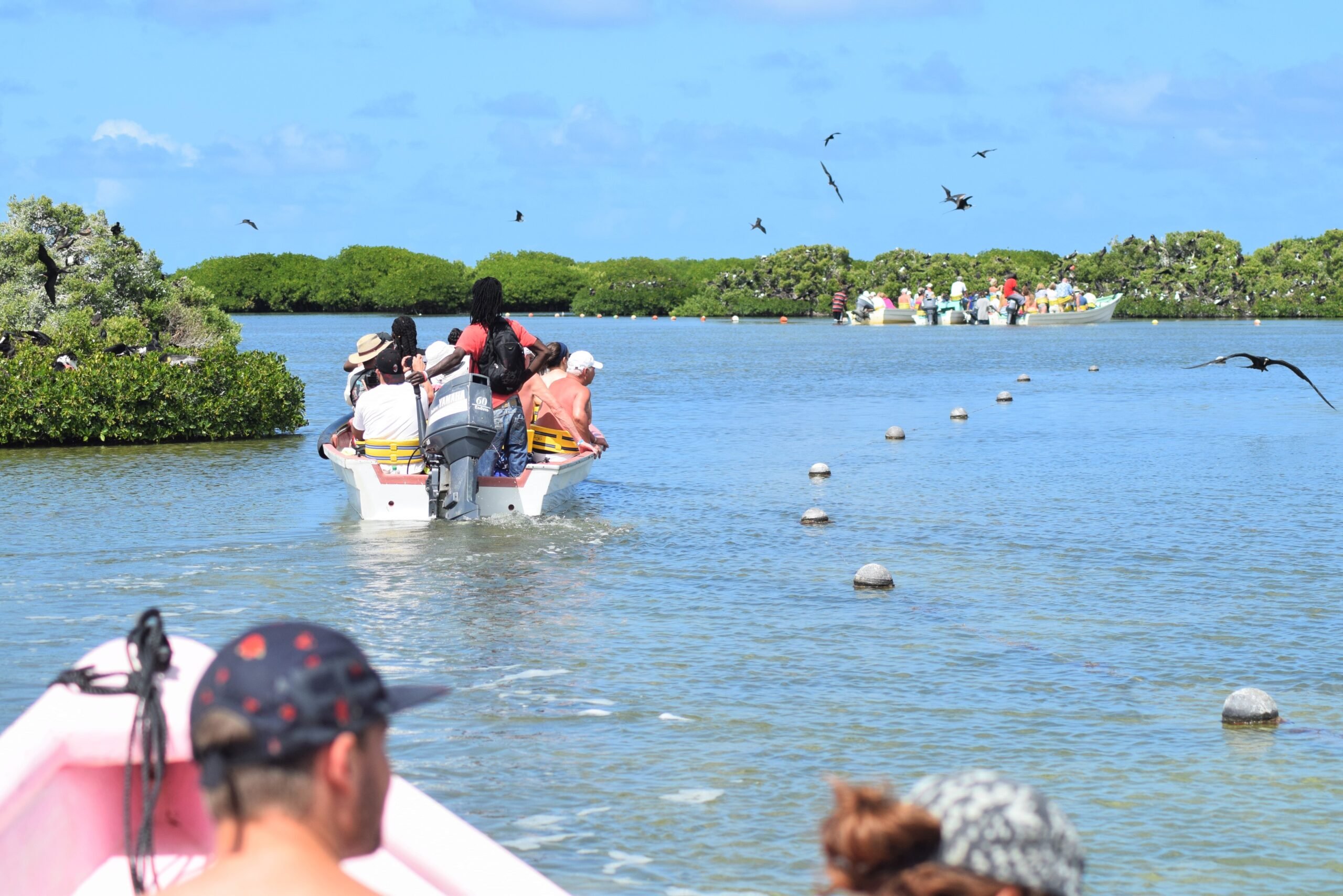 barbuda-express-frigate-bird-sactuary-tour