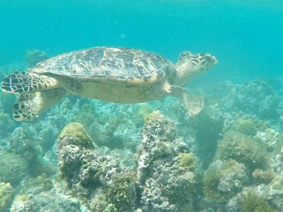 reef-riders-turtle